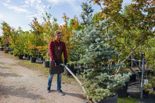 Reliable Bloomsburg, PA Tree Service Solutions